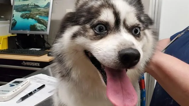 Kalabazoo