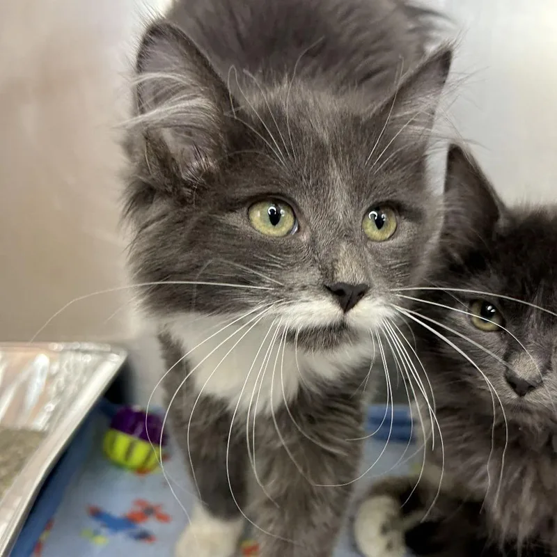 A baby small-sized female Gray / Blue / Silver Domestic Long Hair cat named Monarch for adoption in Matteson, IL