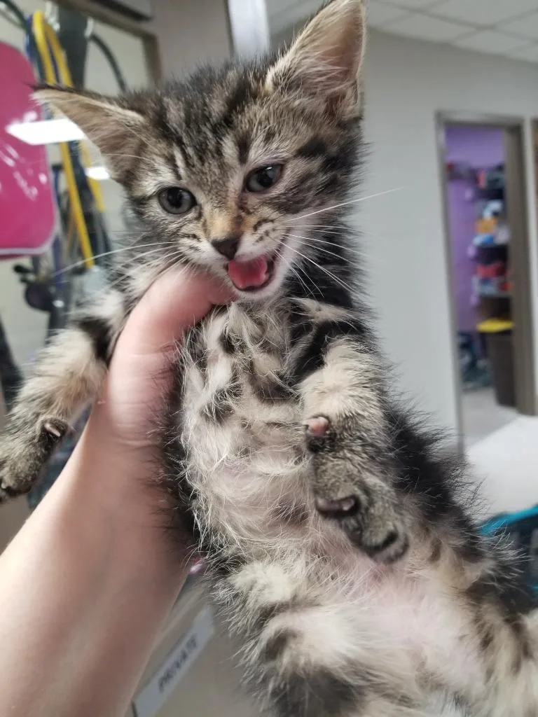 A baby small-sized female Domestic Short Hair cat named Penny for adoption in New Manchester, WV