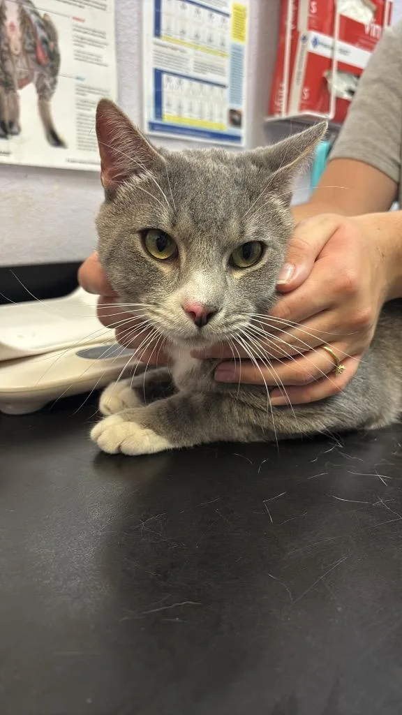 An adult large-sized male Domestic Short Hair cat named Haru for adoption in New Braunfels, TX