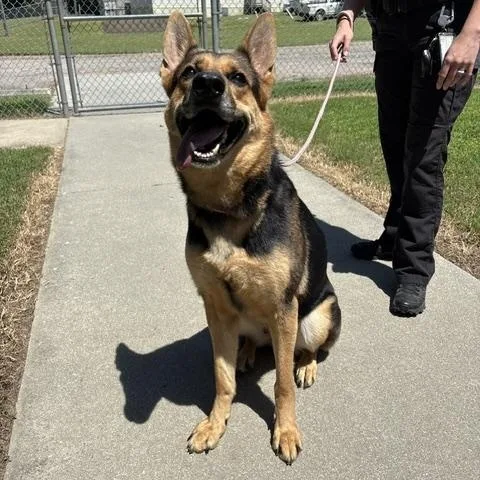 An adult large-sized female Black German Shepherd Dog dog named Xena for adoption in Dinwiddie, VA