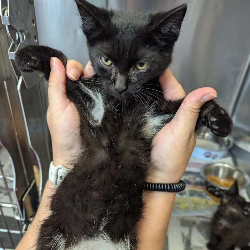 A baby small-sized female Black Domestic Short Hair cat named Freya for adoption in Jeffersonville, IN