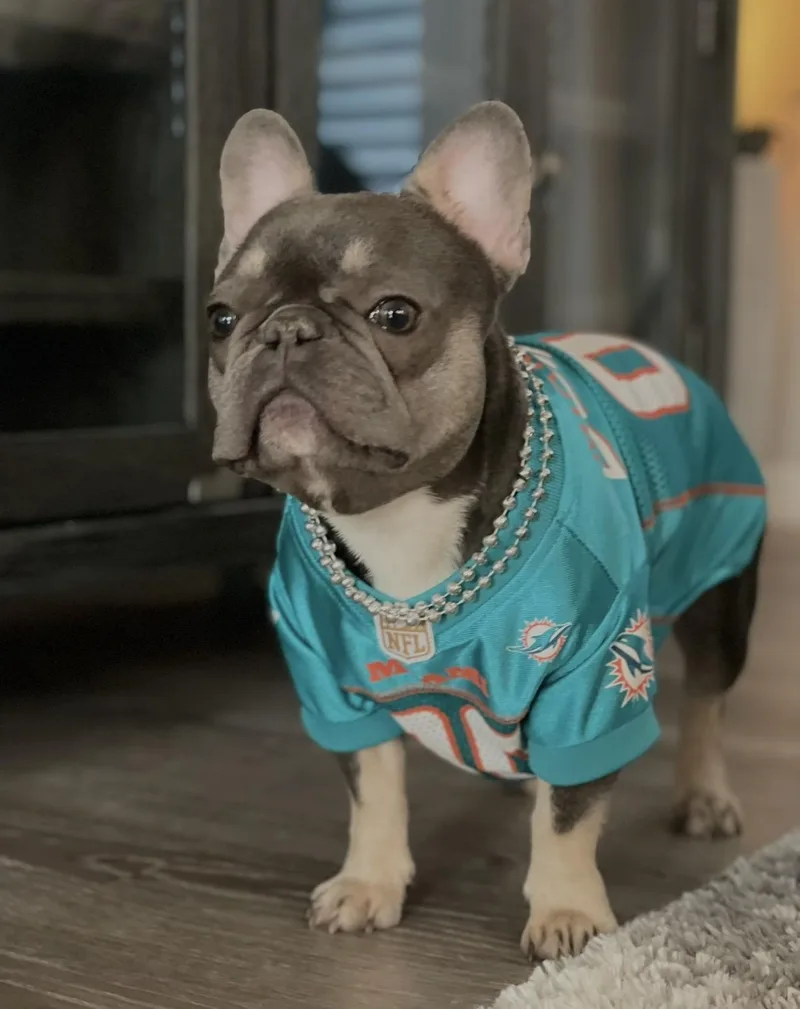 An adult small-sized female French Bulldog dog named Chloe for adoption in PALM BAY, FL