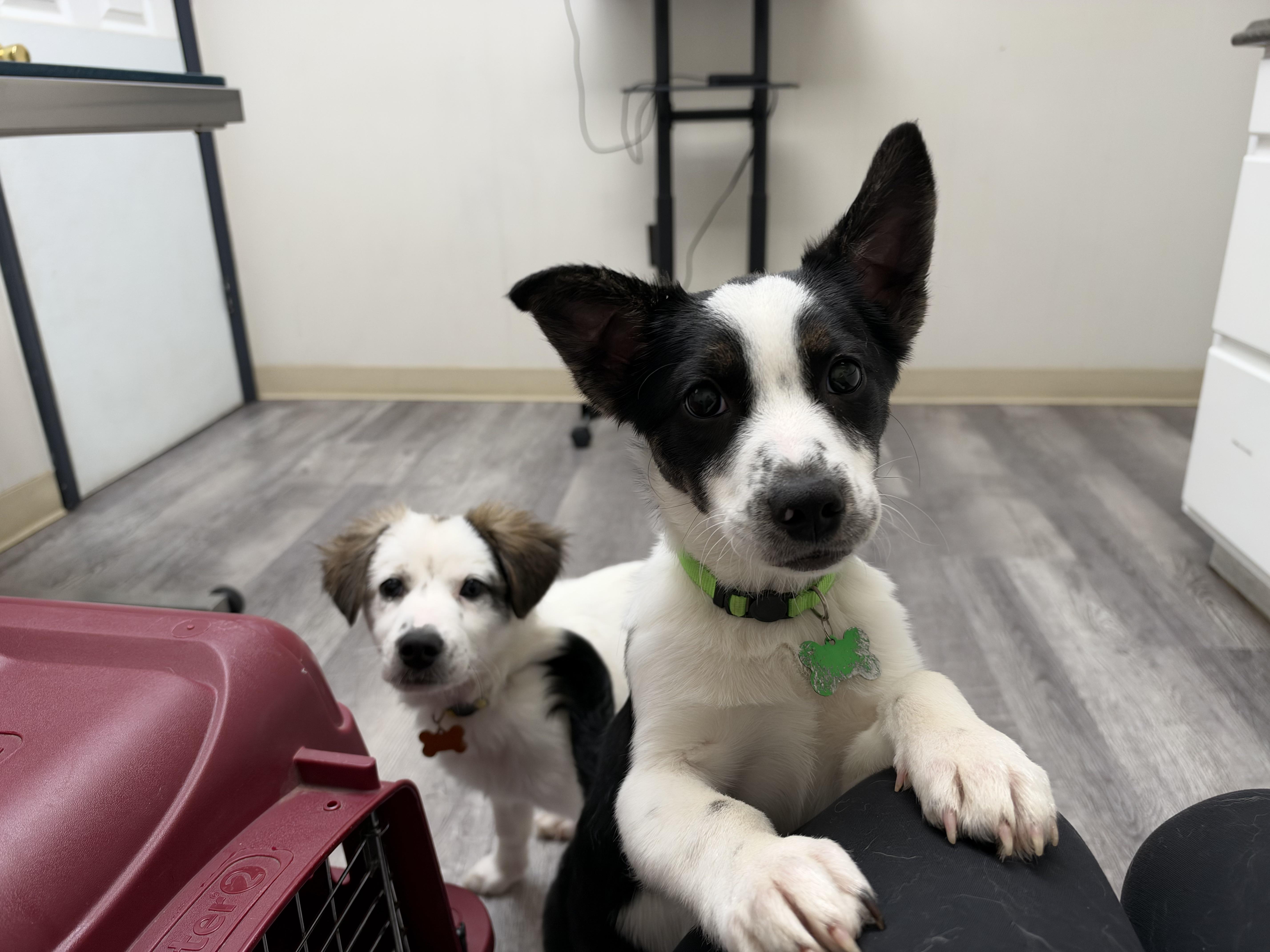 A young medium-sized male Corgi dog named Aang for adoption in Accord, NY