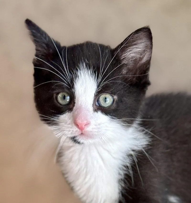 A baby medium-sized male Black & White / Tuxedo Domestic Short Hair cat named Jacques for adoption in Shawnee, KS