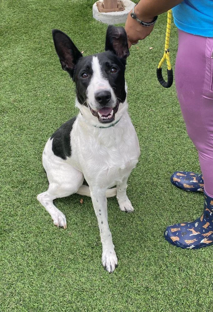 An adult large-sized female Mixed Breed dog named Aries Ann for adoption in Alexandria, VA