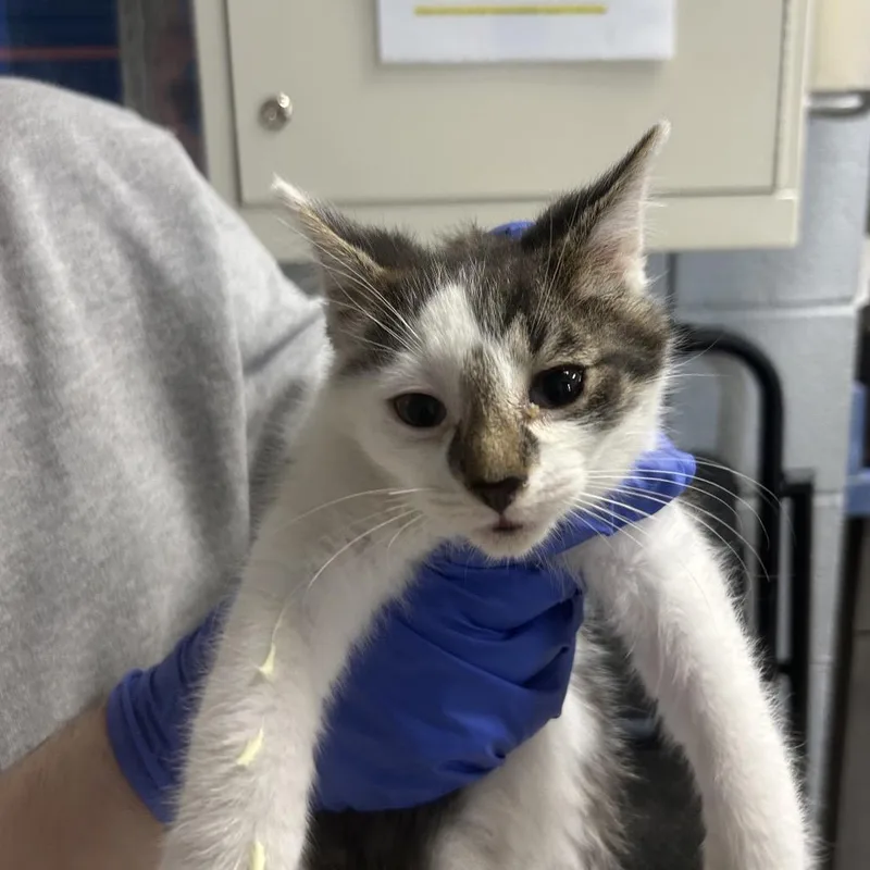 A baby small-sized male White Domestic Short Hair cat named Pepper for adoption in West Olive, MI