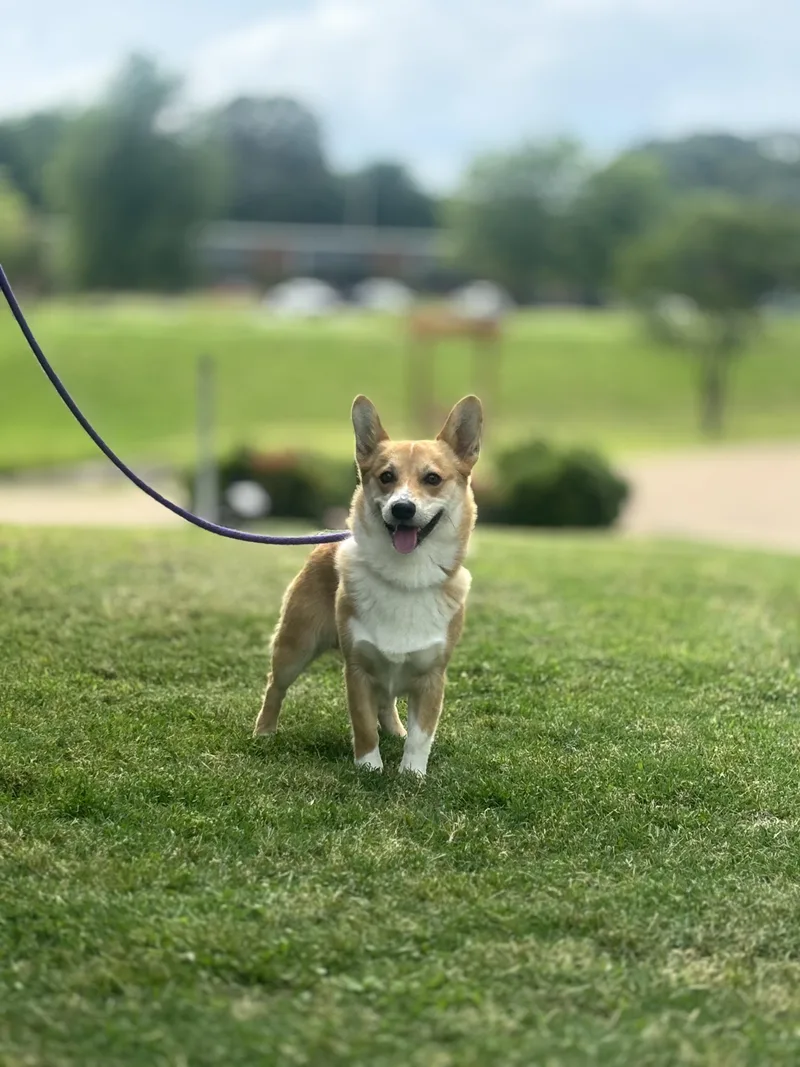 A young small-sized male Apricot / Beige Corgi dog named Domingo for adoption in Memphis, TN
