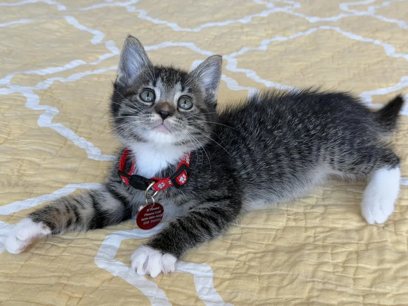 A baby medium-sized male Tabby (Gray / Blue / Silver) Tabby cat named Fluxx for adoption in Pasco, WA