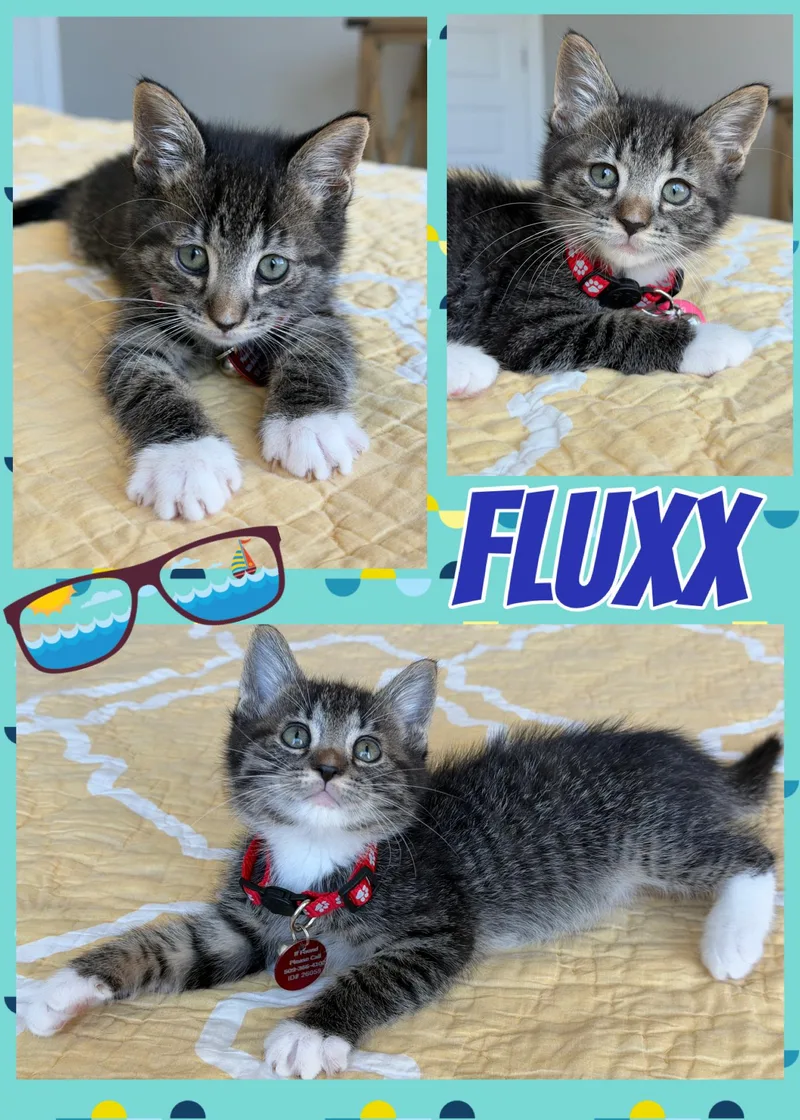 Fluxx thumbnail 5