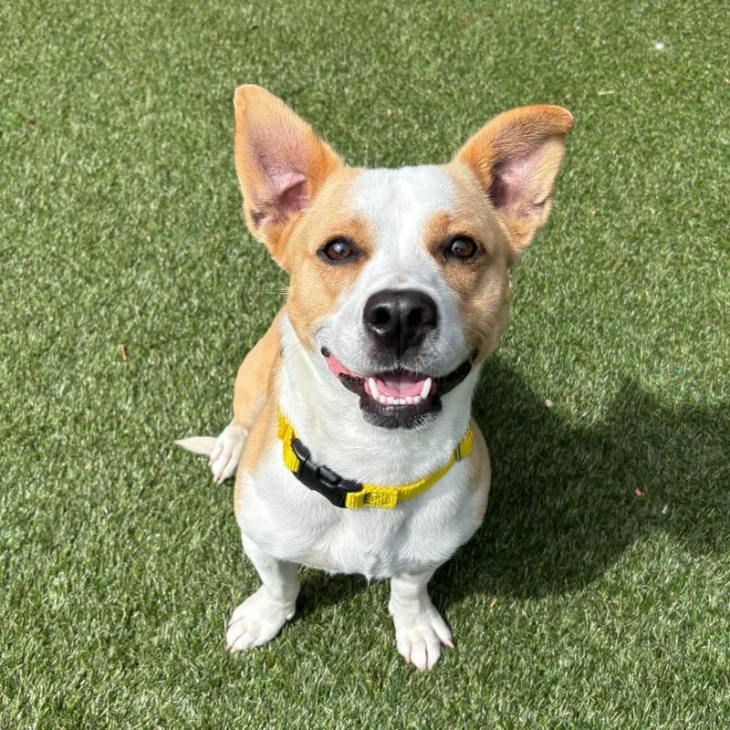 An adult medium-sized female Yellow / Tan / Blond / Fawn Mixed Breed dog named Girly Pop for adoption in Asheville, NC