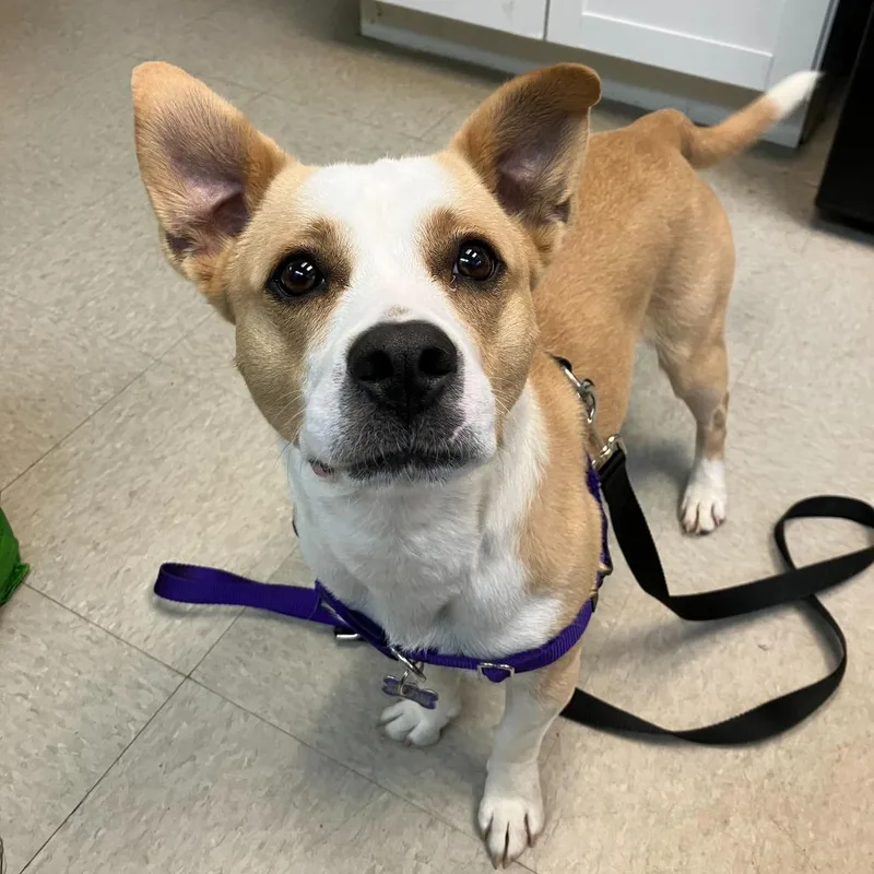 Girly Pop thumbnail 2