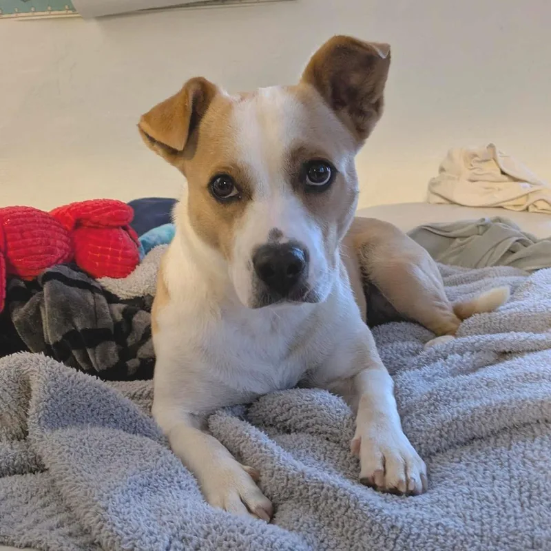 Girly Pop thumbnail 3