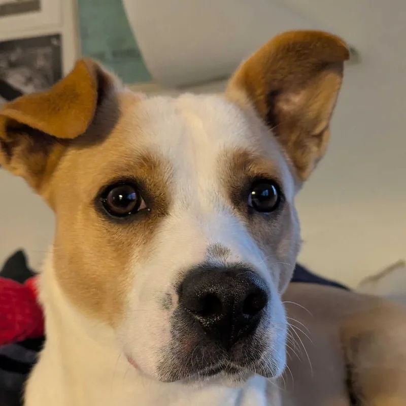 Girly Pop thumbnail 4