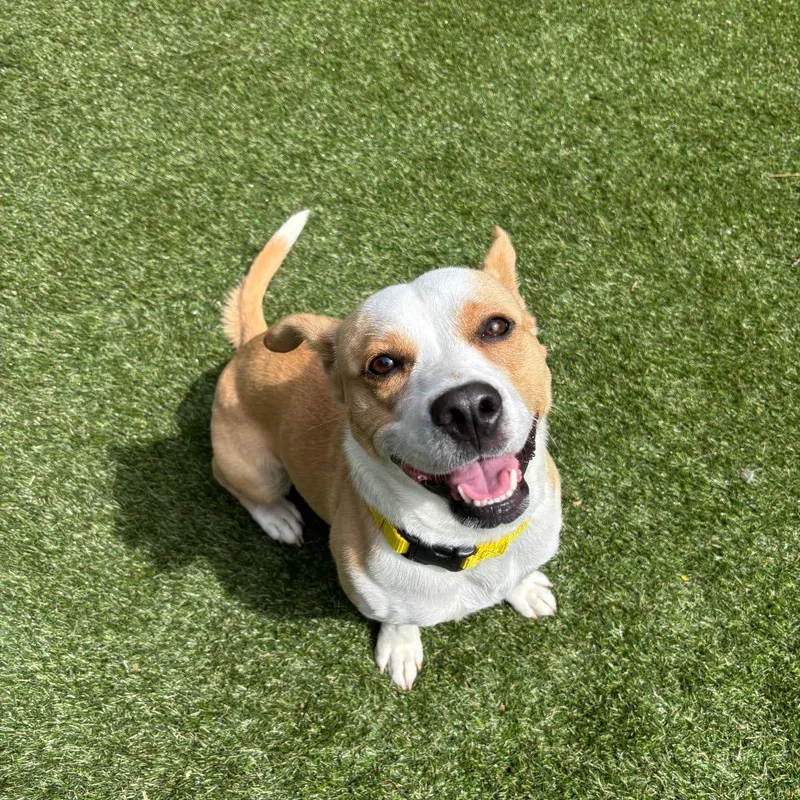 Girly Pop thumbnail 5