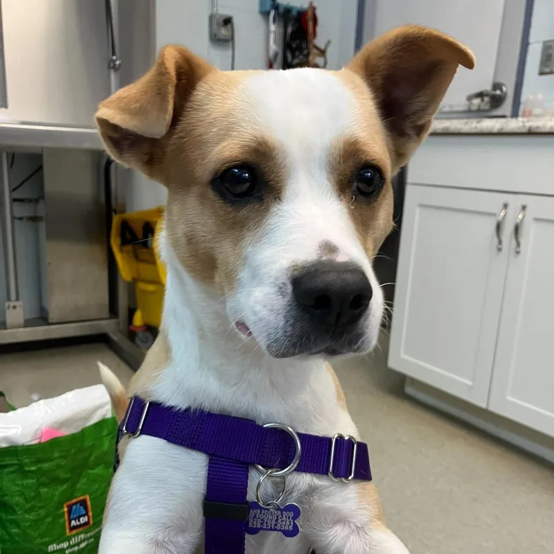 Girly Pop thumbnail 6