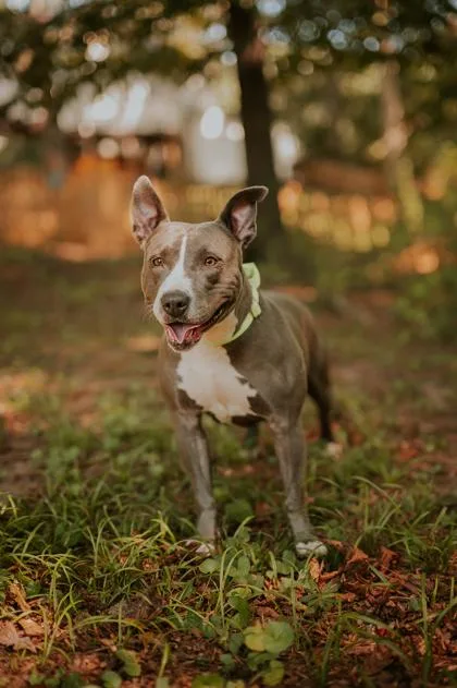 An adult medium-sized female Mixed Breed dog named Gumdrop Button for adoption in Atlanta, GA