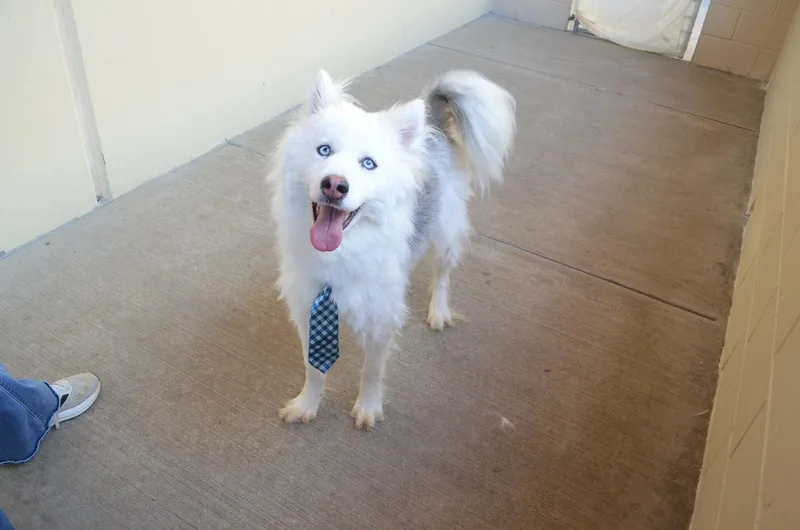 An adult large-sized male Husky dog named Bruno for adoption in McKinney, TX