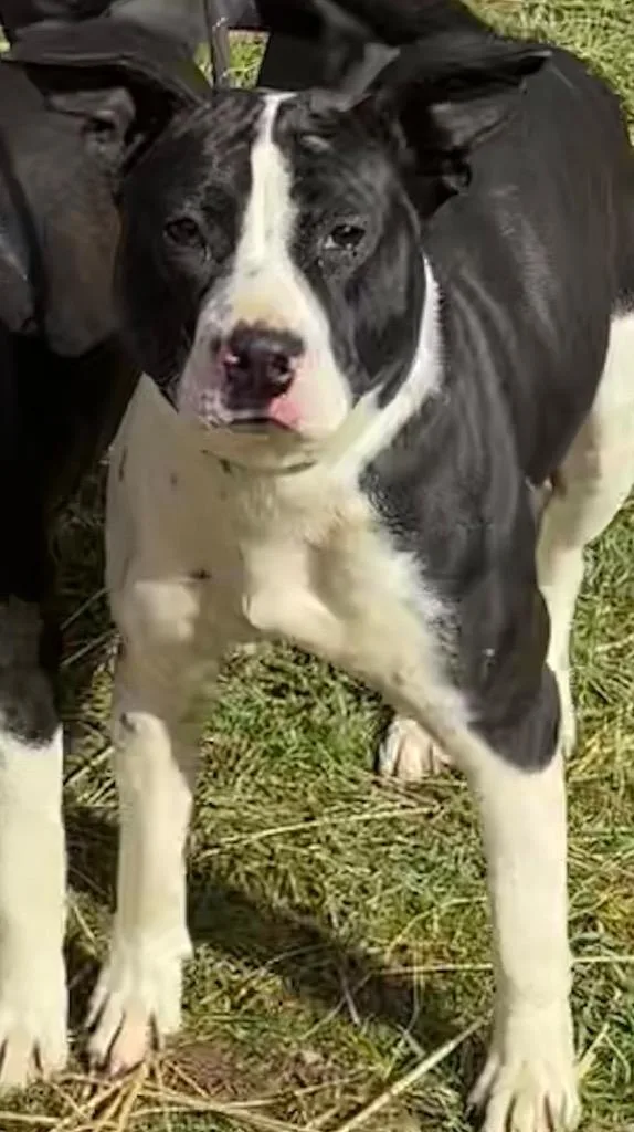 A young large-sized female Pit Bull Terrier dog named Jazzy for adoption in Elizabethton, TN