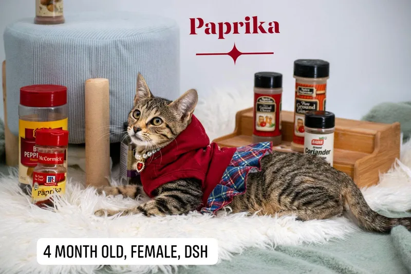 A baby small-sized female Tabby (Brown / Chocolate) Domestic Short Hair cat named Paprika for adoption in Sevierville, TN