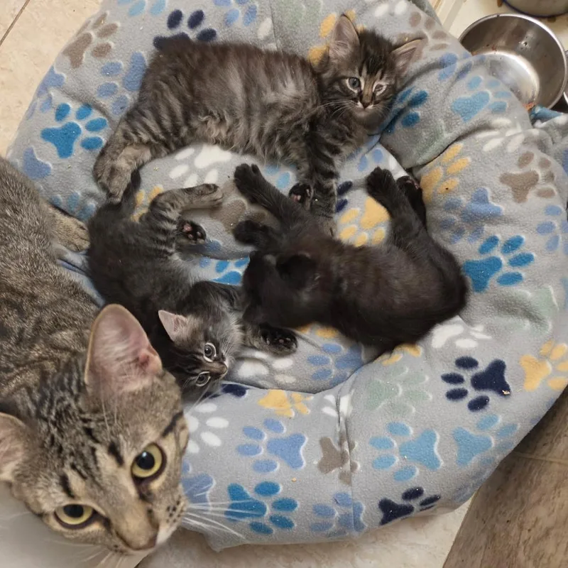 A young large-sized female Domestic Short Hair cat named Quinn for adoption in San Antonio, TX