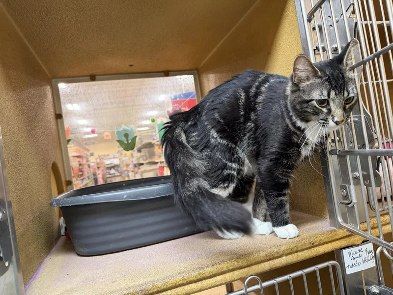 An adult medium-sized male Domestic Medium Hair cat named Jupiter for adoption in Wheaton, IL
