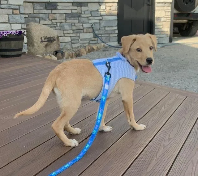 Leo