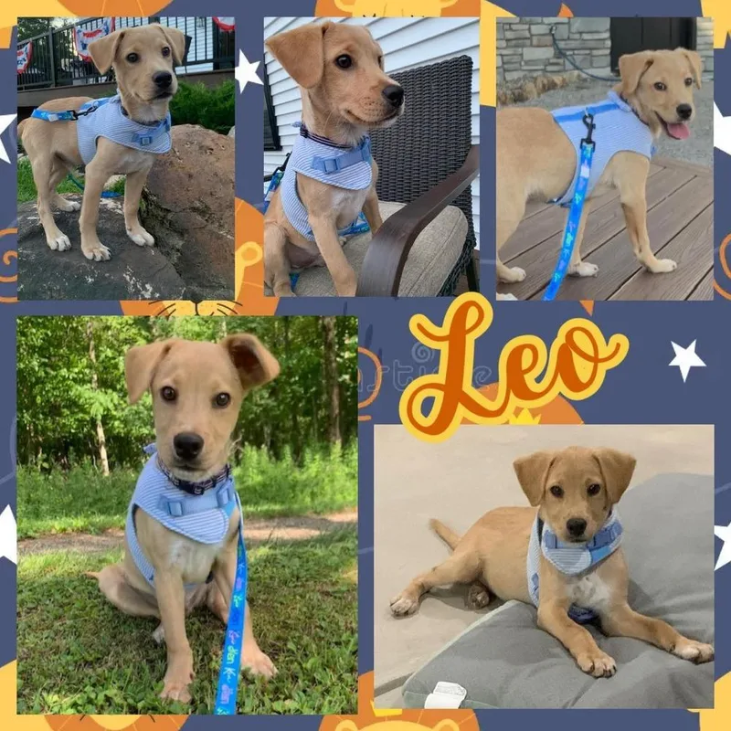 Leo thumbnail 3