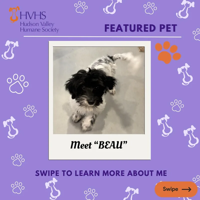 A baby small-sized male Black Maltipoo dog named Beau for adoption in Pomona, NY