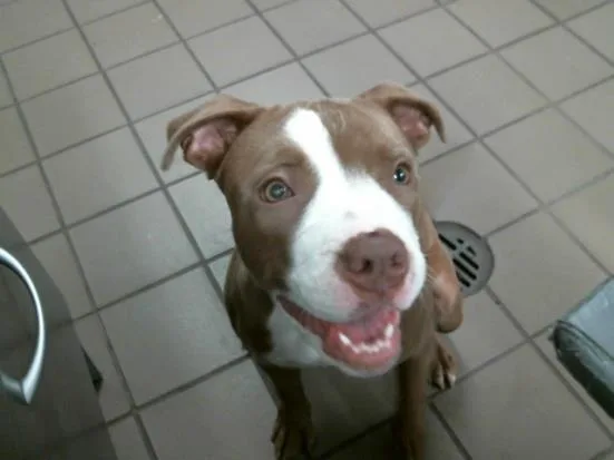 An adult medium-sized female Pit Bull Terrier dog named Aziela for adoption in Albuquerque, NM