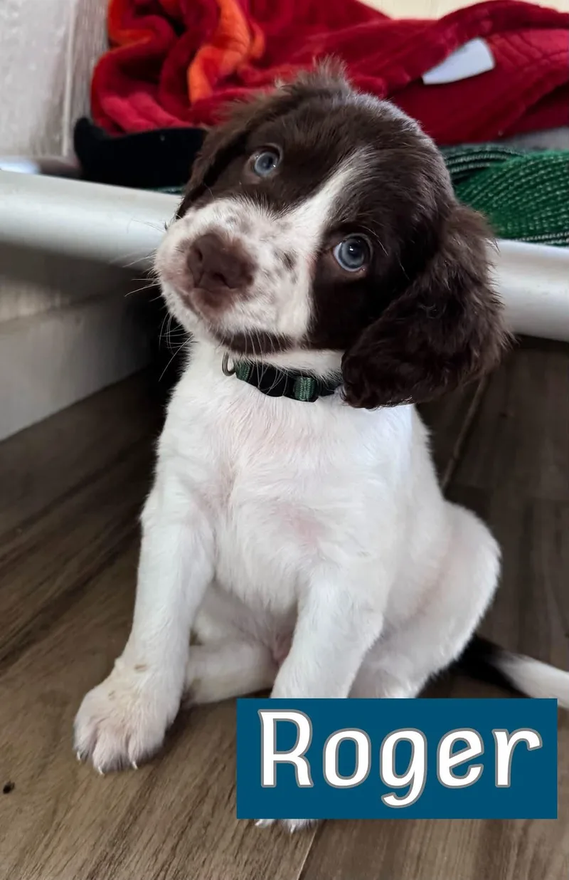 A baby medium-sized male Brittany Spaniel dog named Roger for adoption in Southlake, TX
