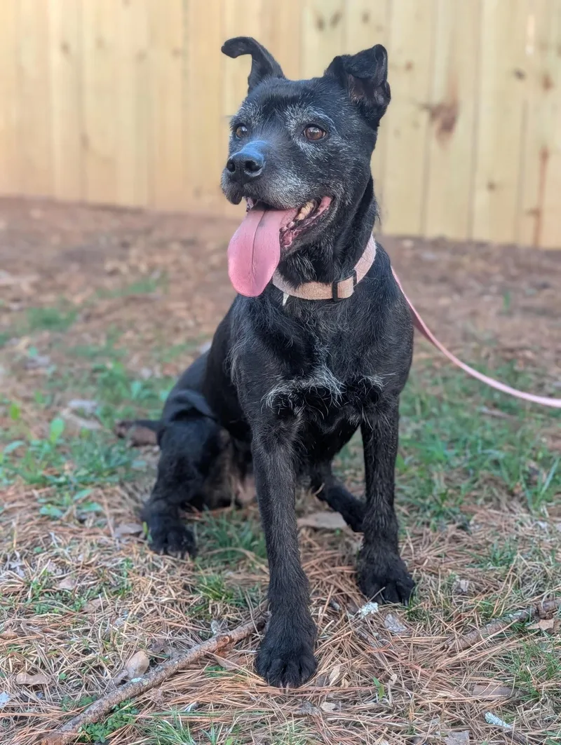 A senior large-sized female Black Terrier dog named Izzy for adoption in Roswell, GA