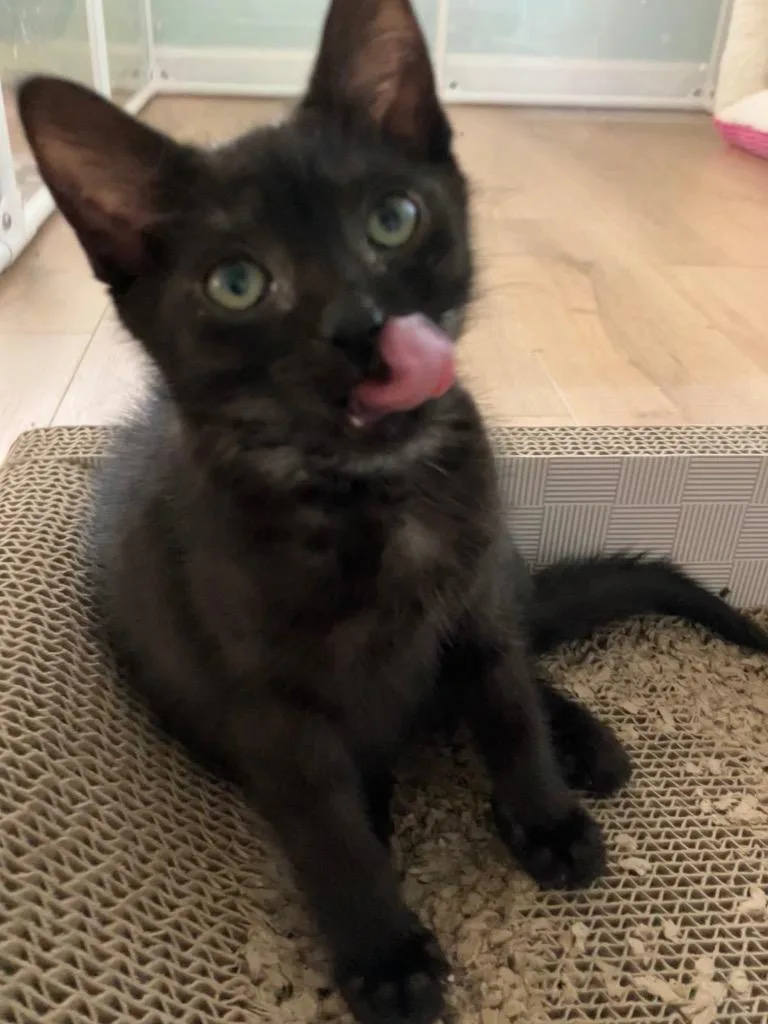 A baby medium-sized female Domestic Short Hair cat named Ditto for adoption in Evans, GA