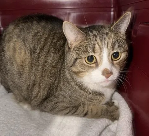 An adult medium-sized male Egyptian Mau cat named Millard Milo for adoption in Windsor, CT