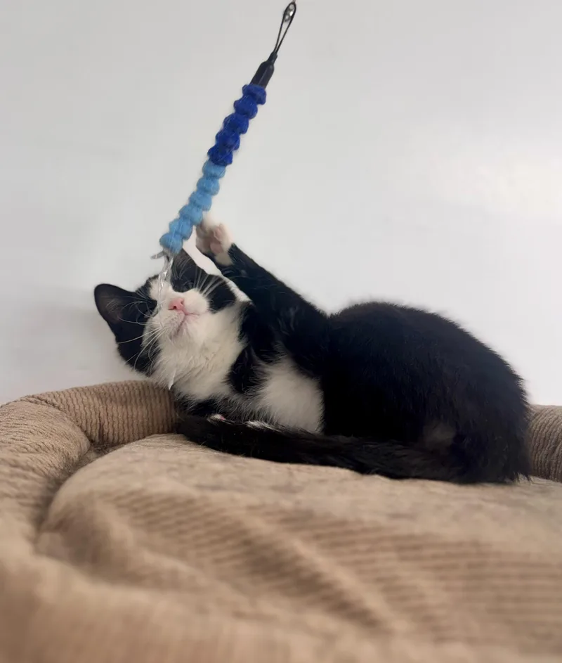 A young medium-sized male Black & White / Tuxedo Domestic Short Hair cat named Allen for adoption in Cincinnati, OH