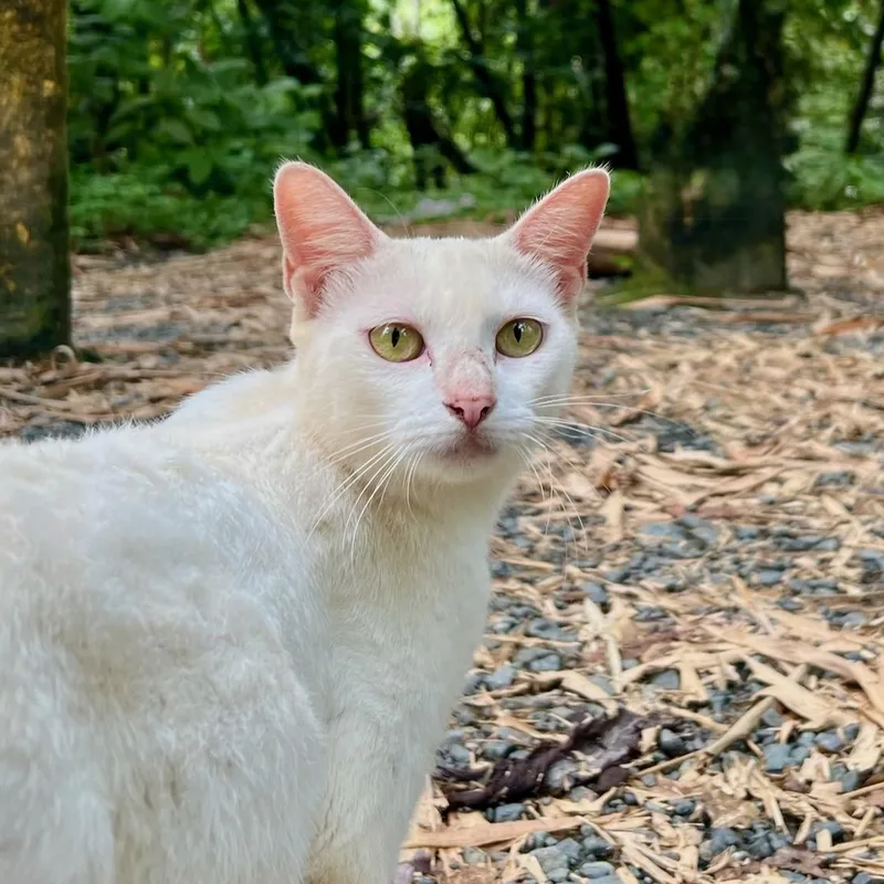 A young medium-sized female Domestic Short Hair cat named Bunny for adoption in East Brunswick, NJ