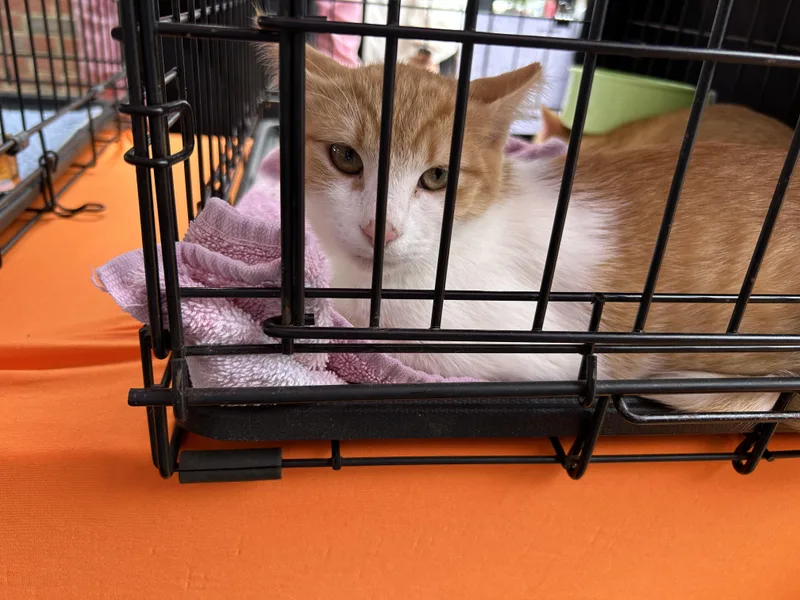 A young medium-sized male Domestic Short Hair cat named Dave for adoption in Richmond, VA