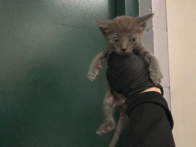 A baby small-sized male Domestic Short Hair cat named A for adoption in Thousand Palms, CA