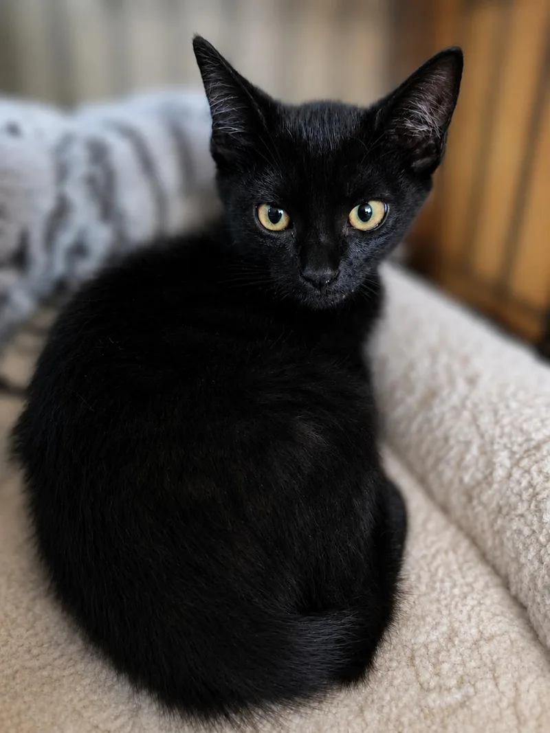 A baby medium-sized female Black Bombay cat named Riley Blackwood for adoption in Fresno, CA