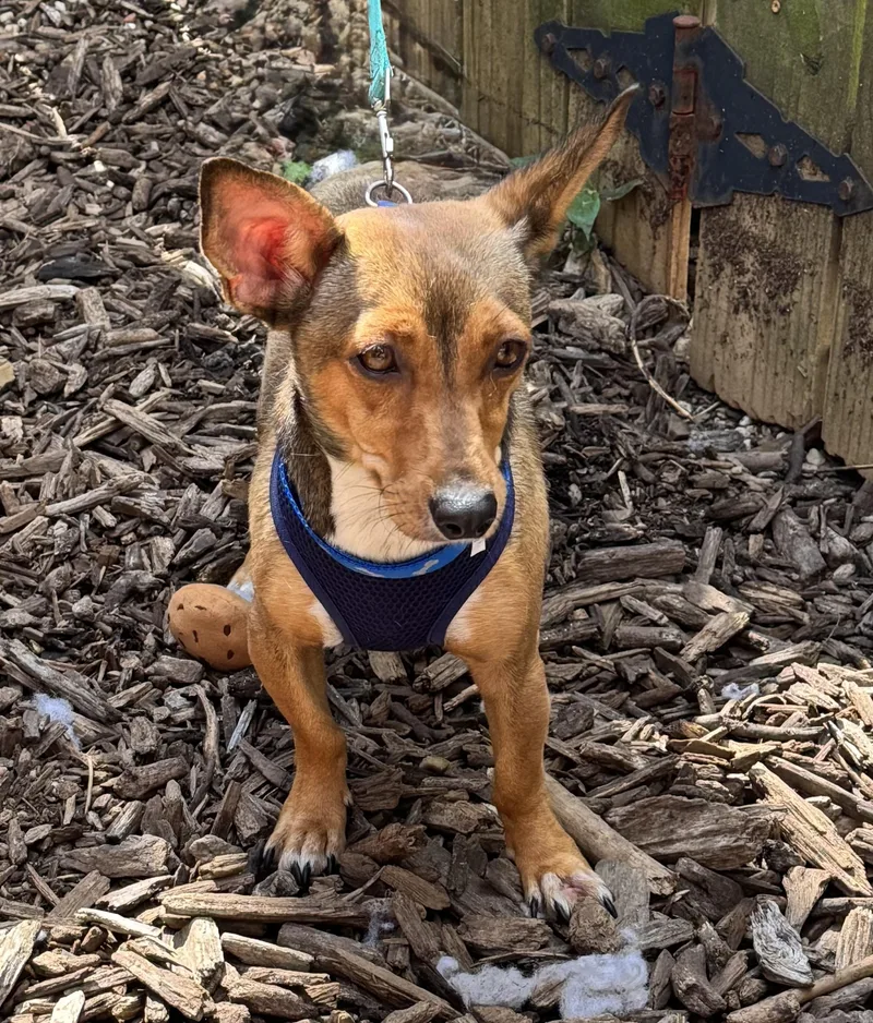 A young small-sized male Chihuahua dog named Cooper for adoption in Ellicott City, MD