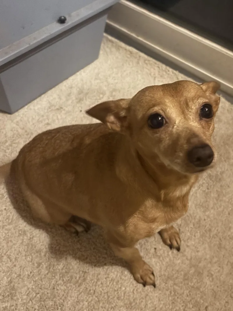 An adult small-sized female Chihuahua dog named Plumpkin for adoption in Chalfont, PA