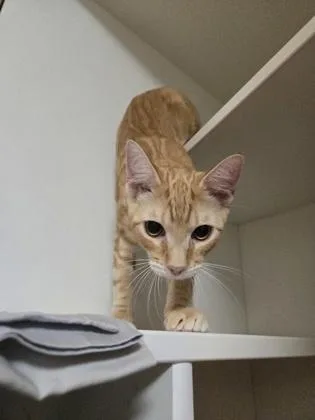 A baby medium-sized male Domestic Short Hair cat named Butterscotch for adoption in Savannah, GA