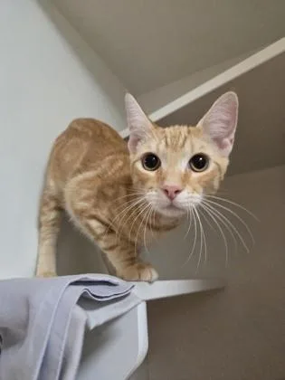 Butterscotch thumbnail 2