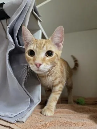 Butterscotch thumbnail 3