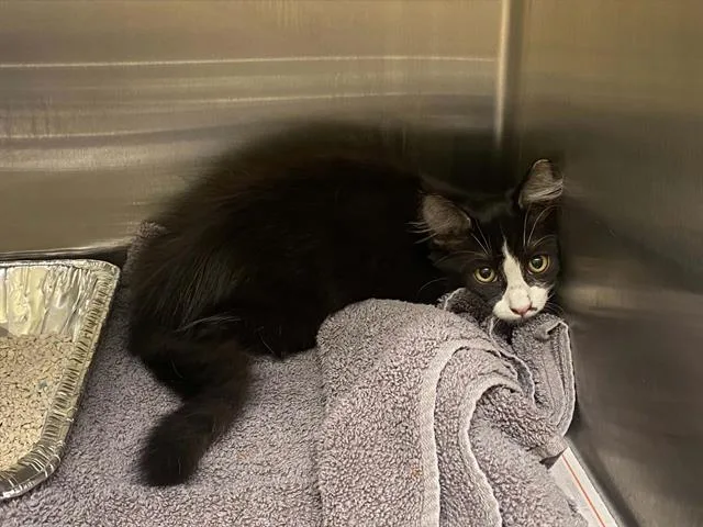 A baby small-sized male Domestic Medium Hair cat named Tron for adoption in Tustin, CA
