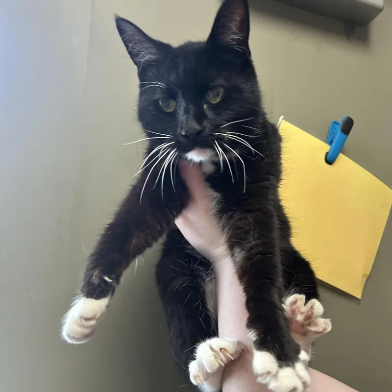 A senior medium-sized male Brown / Chocolate Domestic Short Hair cat named Salami for adoption in West Olive, MI