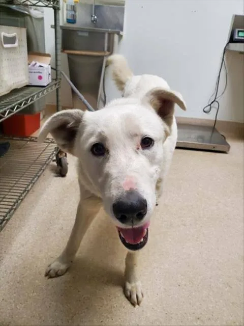 An adult large-sized male White / Cream Husky dog named Liam for adoption in Thousand Oaks, CA