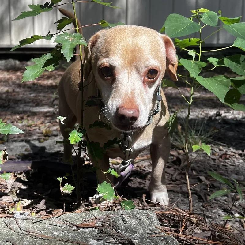Dapper Dog