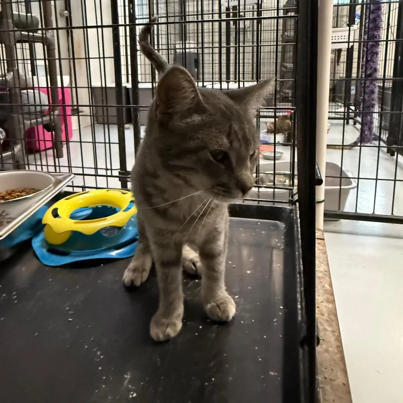 A baby small-sized female Domestic Short Hair cat named Stormy for adoption in Carroll, IA