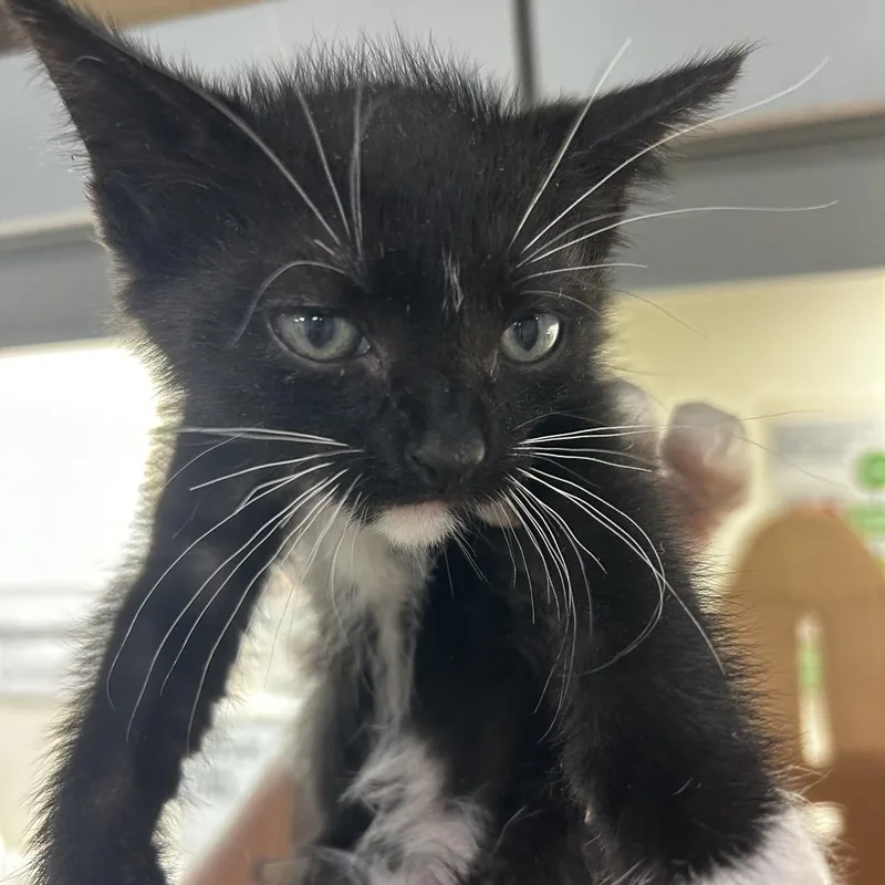 A baby small-sized male Domestic Short Hair cat named Bridger for adoption in Jacksonville, FL